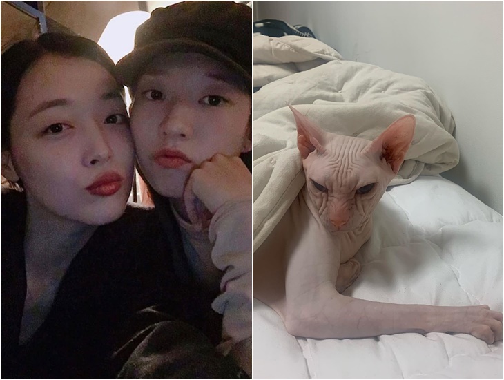 キム ソナ 故ソルリさんの愛猫引き取る Chosun Online 朝鮮日報