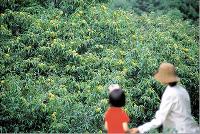 【秋の異色旅行①】ファームステイで「豊かな収穫体験」