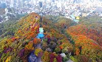 【ソウル森の旅①】森ガイドと一緒に旅立つ秋の南山