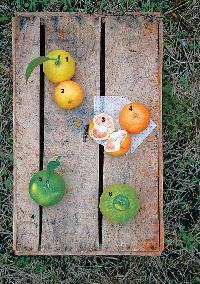 種類も栄養も豊富、ミカンを召し上がれ!