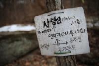 一つになった2本の木、「連理枝」を訪ねて…(下)