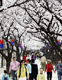 大田・忠清道地域で花見をするならココ
