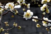 梅の香りに誘われ花紀行 /全南・光陽