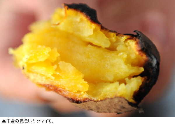 焼きいもが美味しい季節、サツマイモの産地・江華島へ