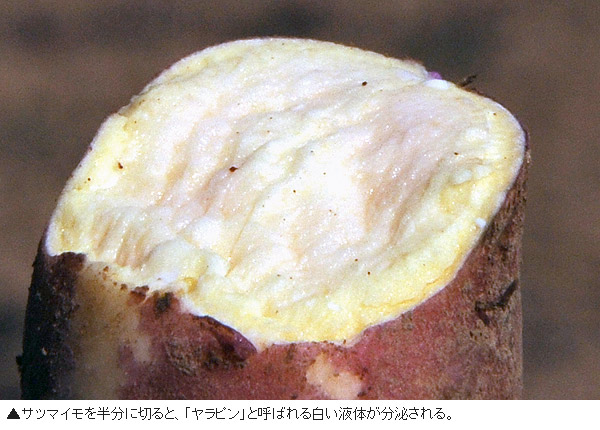 焼きいもが美味しい季節、サツマイモの産地・江華島へ
