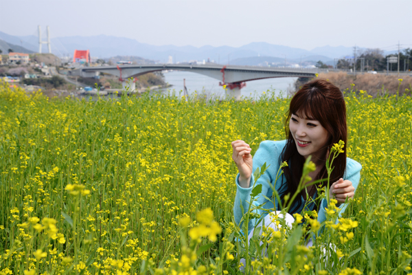黄色い菜の花が一面に広がる三千浦大橋周辺の風景。