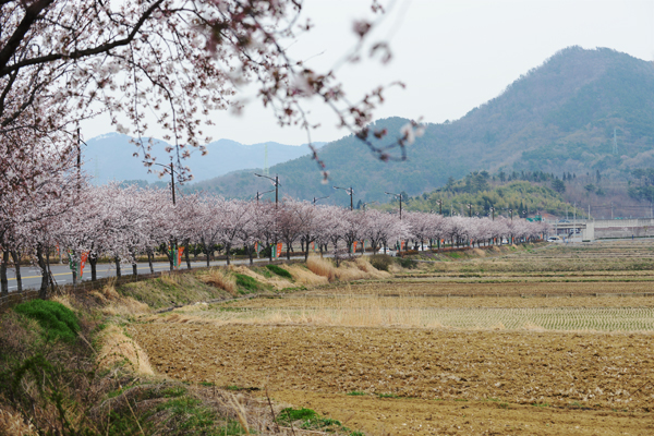 船津里城に向かう道は、桜のトンネルになっている。