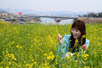 青い海と黄色い菜の花の競演 /慶南・泗川