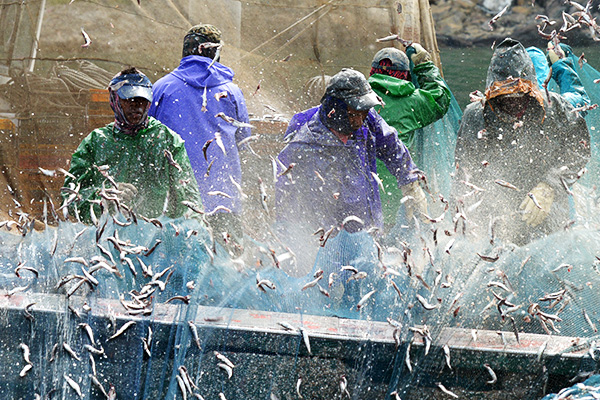 弥助港でカタクチイワシの網をふるう漁師たち。