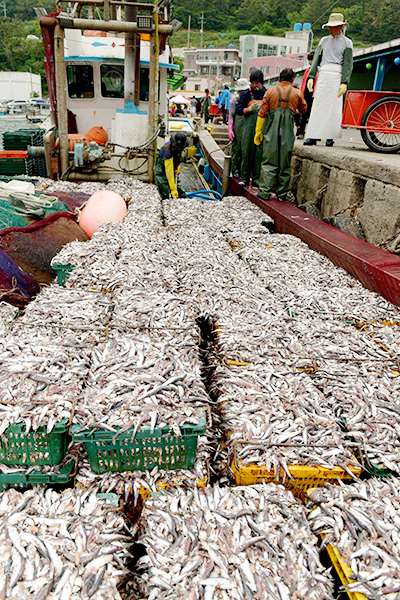 弥助港に着いた漁船には大量のカタクチイワシが積まれている。
