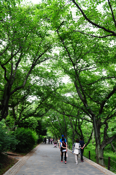 大王岩公園までの道沿いにはおよそ1万5000本の松の木が立ち並んでいる。