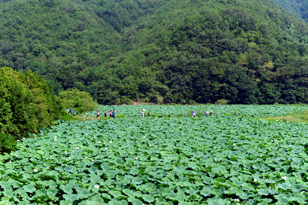 人工湿地にあるハスの花の群生地は、観賞用だけでなく水質浄化の役割も果たしている