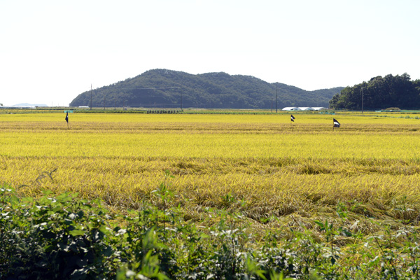 ひっそり静かな喬桐島では、秋を迎えて稲の穂が黄色に色づいている。