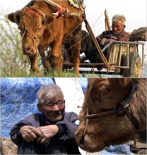 訃報：チェ・ウォンギュンさん85歳＝『牛の鈴の音』主人公