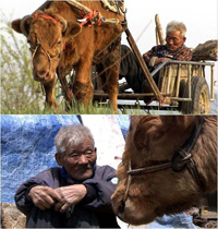 訃報:チェ・ウォンギュンさん85歳=『牛の鈴の音』主人公