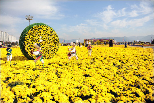 韓国最大の菊祭り、慶尚南道昌原市の「カゴパ（行きたい）菊祭り」