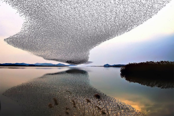 注南貯水池上空を飛ぶ冬の渡り鳥。