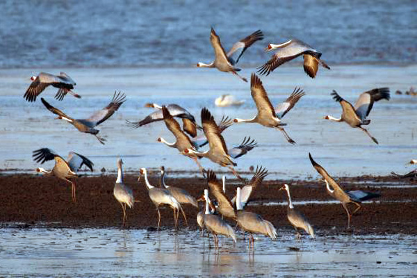 注南貯水池で見られる冬の渡り鳥、マナヅル。