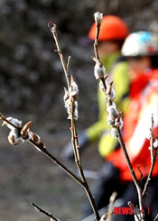 春の訪れ告げるコウライヤナギ