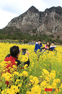 菜の花満開、済州島に春が来た!