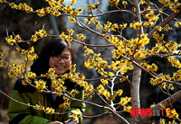 まんさくの花が満開