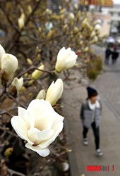 春の訪れを告げる木蓮