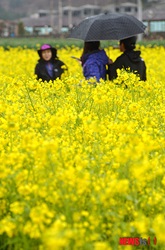 菜の花に囲まれて…