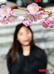 春の訪れを告げる桜