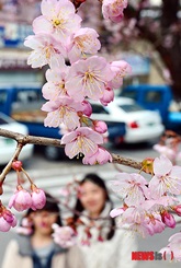 桜の季節