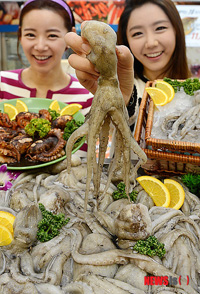 「旬のイイダコ召し上がれ」