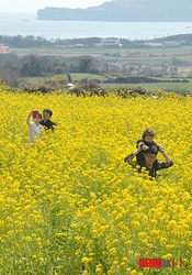 菜の花に囲まれて