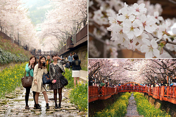 桜が最も美しいといわれる余佐川。