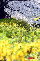 桜とレンギョウの競演