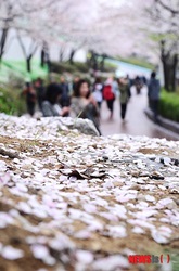 桜のじゅうたん