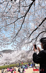 桜が満開