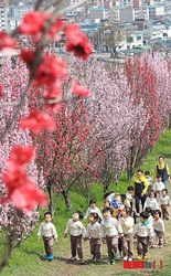 桃の花に囲まれて