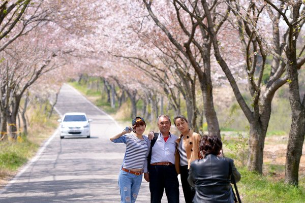 船津里城に続く道路は桜のトンネルになっている。