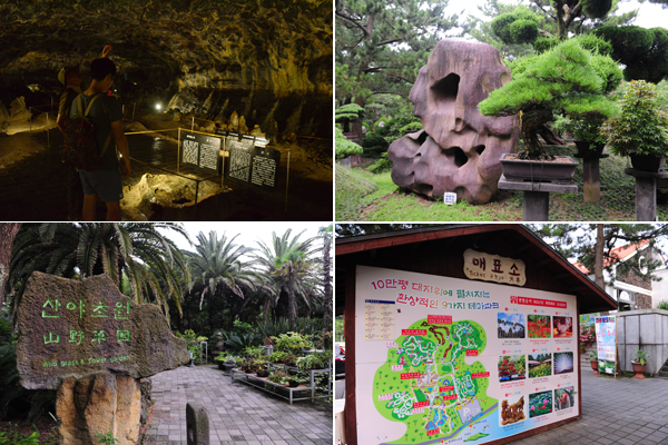 翰林公園に行けば、済州島の植物生態や火山島の特徴が一目で分かる。