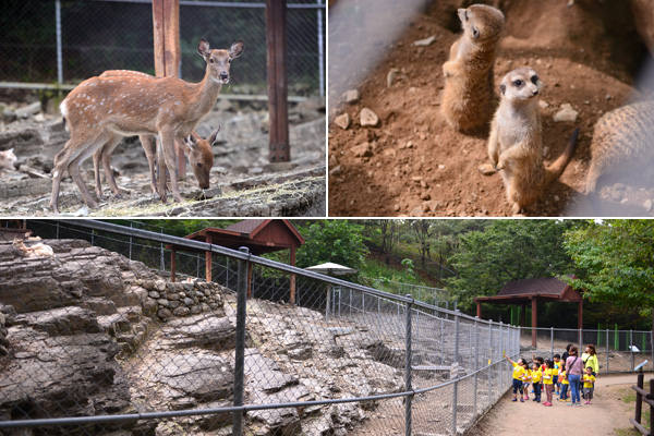 慶南樹木園には子どもたちに人気の動物がそろっている。