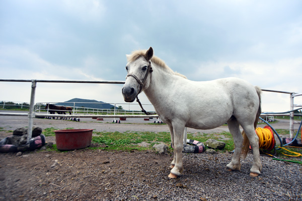 済州馬はほかの馬とは違って体が小さく、脚や首が太くて頭が大きい。
