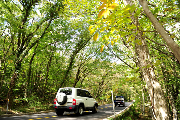 「5・16道路」の森のトンネルは、ゆっくりドライブを楽しむのに最適だ。