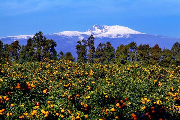 畑から見た漢拏山の景色は非常に美しく、済州の7大絶景にも選ばれている。