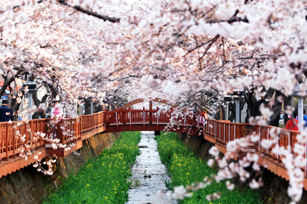 昌原市は鎮海区の中原ロータリー一帯で、韓国最大規模の桜祭り「第53回鎮海軍港祭」を開催する。