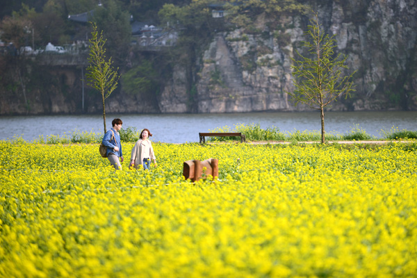 春になると、洛東江の川沿いにある昌寧南旨菜の花団地では菜の花が満開になる。