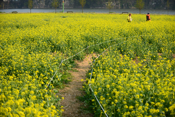 菜の花団地の間にある道。