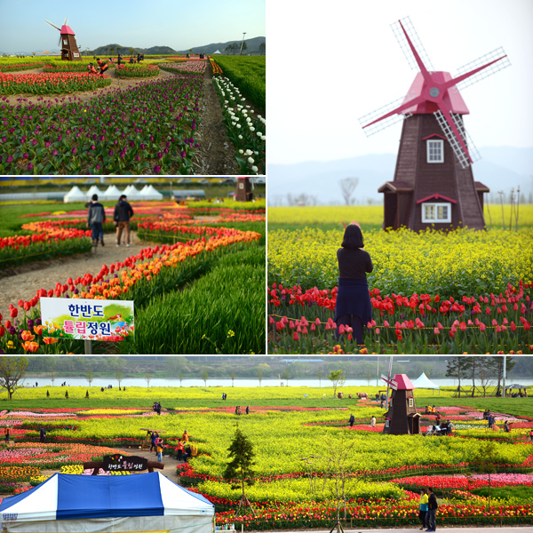 南旨菜の花団地のランドマークといえる、韓半島チューリップ庭園。ここには風車もある。