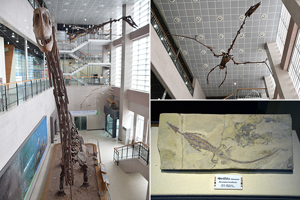地球の歴史に関する展示で欠かせないのが恐竜。高さが3階建ての建物と同じメンチサウルス＝写真左＝と空を飛ぶプテラノドン＝同右上＝