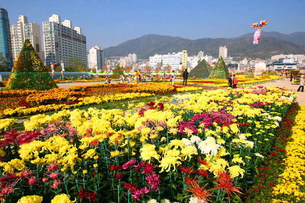 馬山港を秋の色に染める「馬山カゴパ菊祭り」が、今月28日から10日間の日程で開催される。