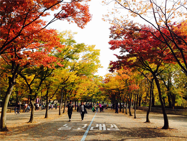 ココがオススメ！　ソウル大公園内の紅葉の名所5カ所