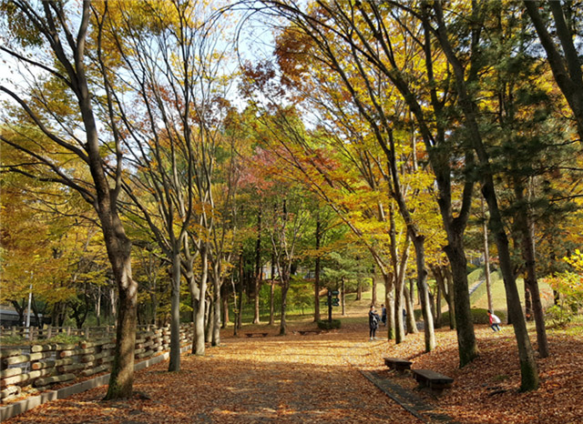 ココがオススメ！　ソウル大公園内の紅葉の名所5カ所